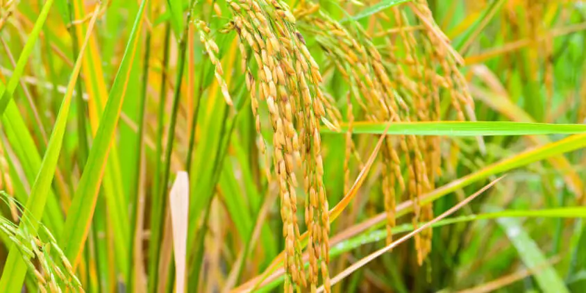 Guidelines for Disease Management in Paddy Crops published adopt such measures as published23