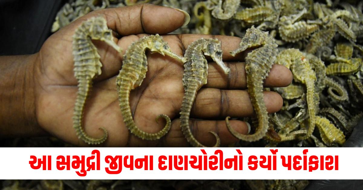 Sea creature smuggling busted DRI arrests 3 from Bangalore airport