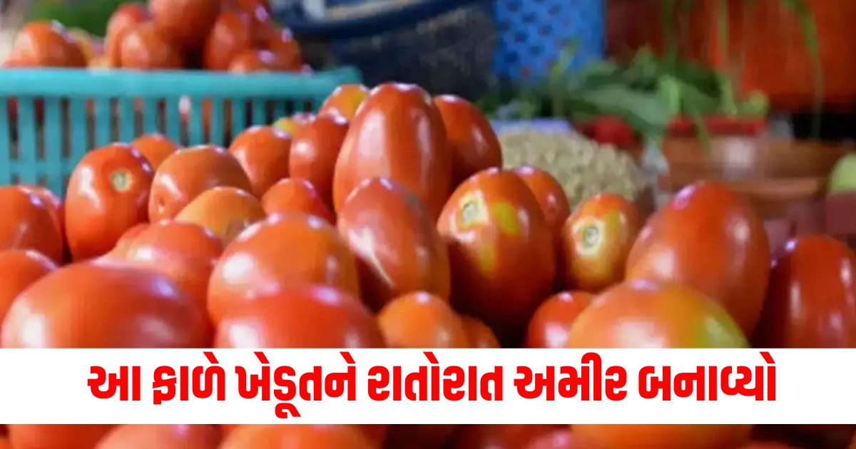 cherry tomato is being sold at the price of apple the farmers here are earning big money f