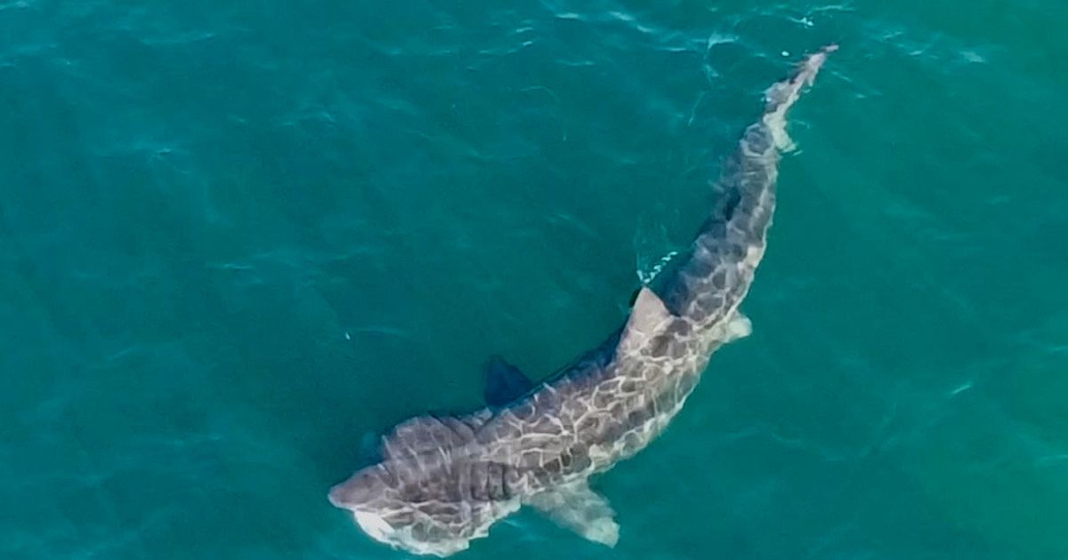 off beat couple on paddleboard spots huge shark creating panic but strange reason calm them down 1