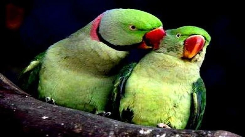 parrot keeping parrot at home is auspicious or not know vastu tips 1