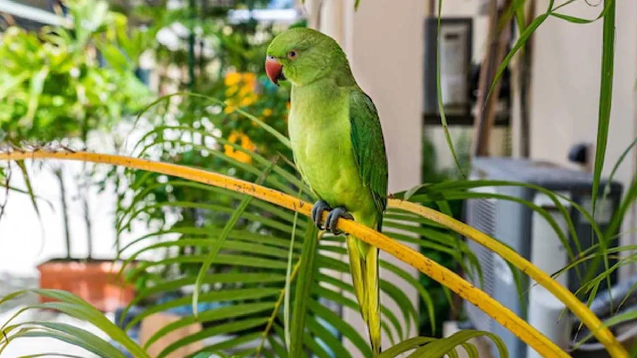 parrot keeping parrot at home is auspicious or not know vastu tips 2