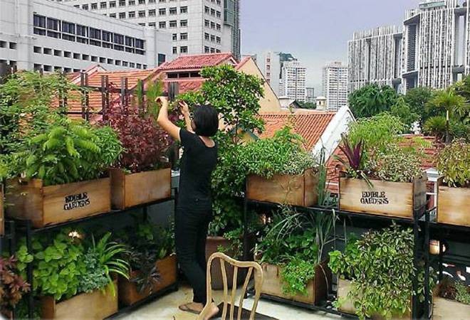 the roof of the building has been converted into a garden vegetables are prepared from organic manure 2