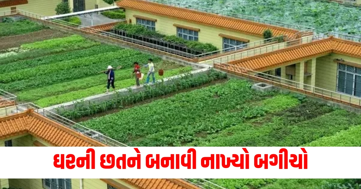 the roof of the building has been converted into a garden vegetables are prepared from organic manure f