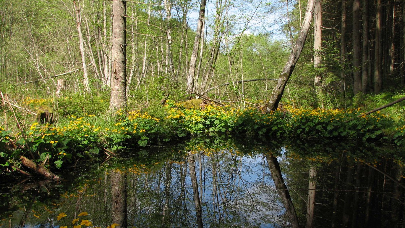 these forests and rivers will save germany from floods 11