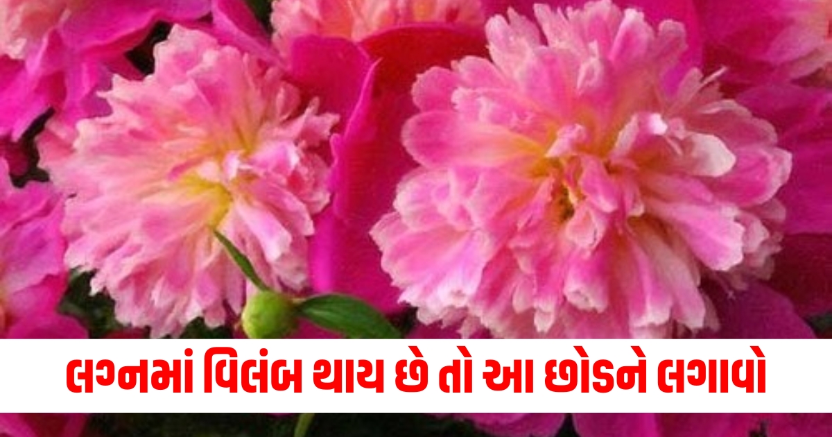 vastu tips plant peonia flowers at home for early marriage f