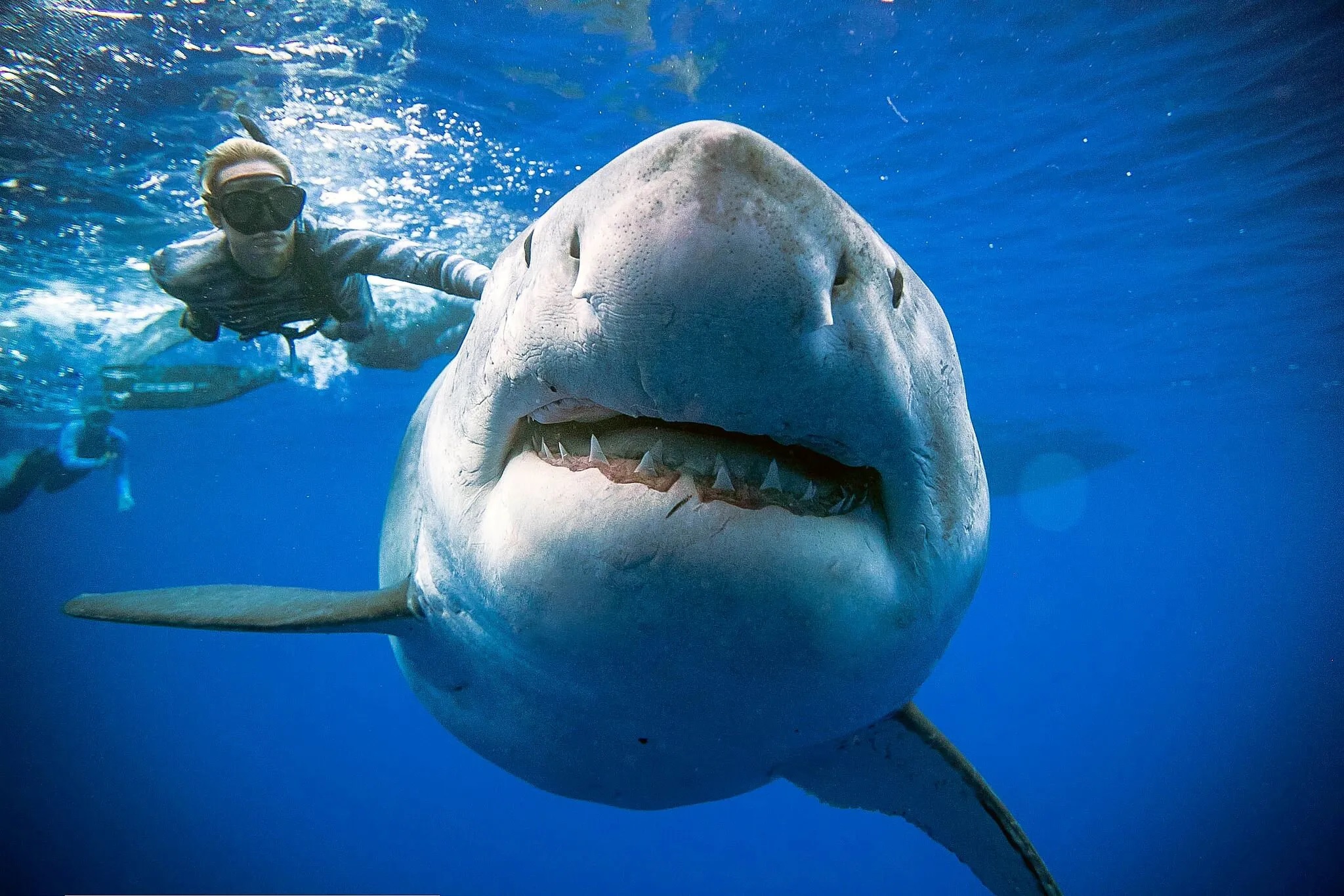 world largest shark big great shark deep blue rarely seen 22ft beast world deadliest sharks 1