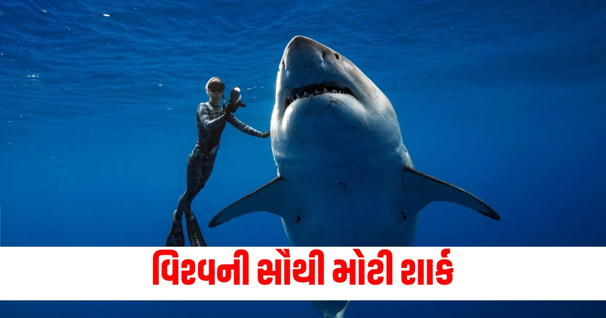 world largest shark big great shark deep blue rarely seen 22ft beast world deadliest sharks f