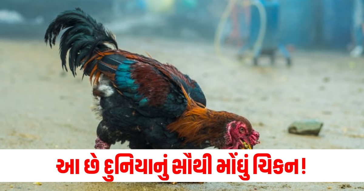 આ છે દુનિયાનું સૌથી મોંઘું ચિકન11