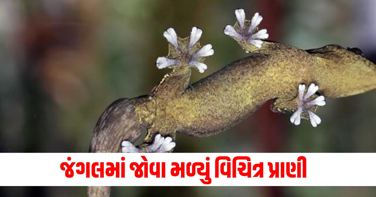 જંગલમાં જોવા મળ્યું વિચિત્ર પ્રાણી