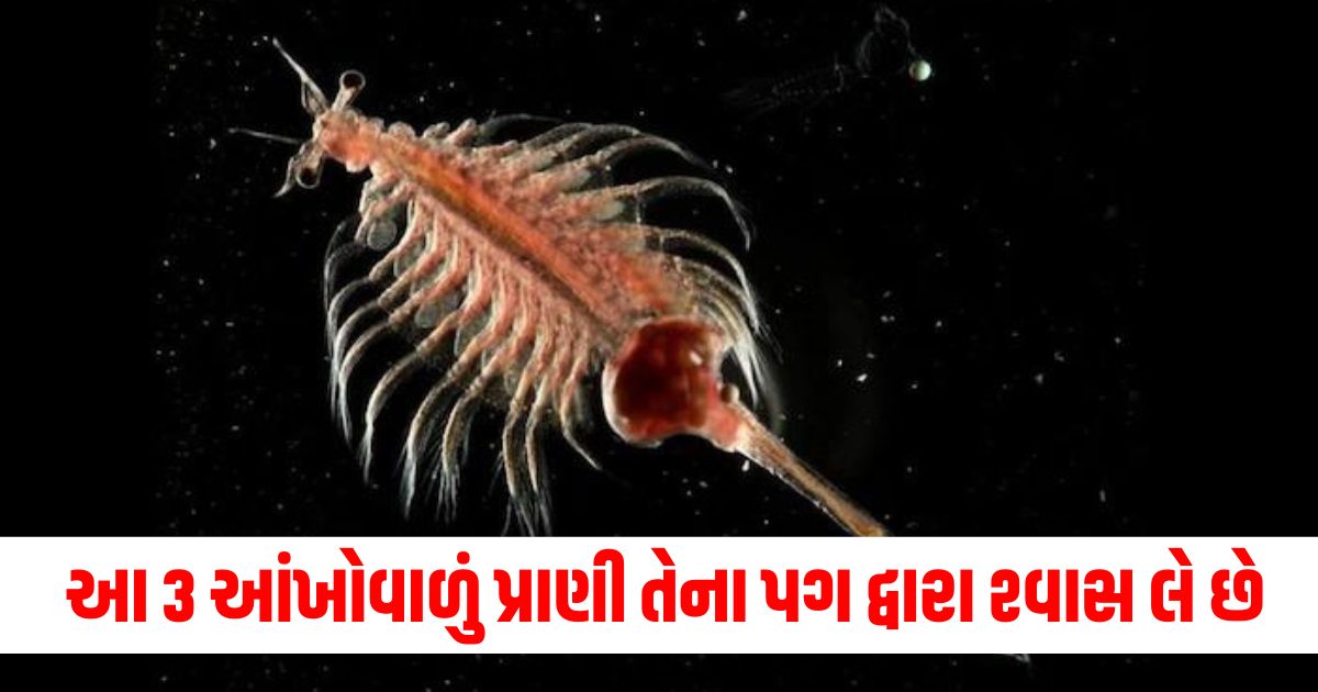 amazing sea monkey creature with 3 eyes who breathe from legs24