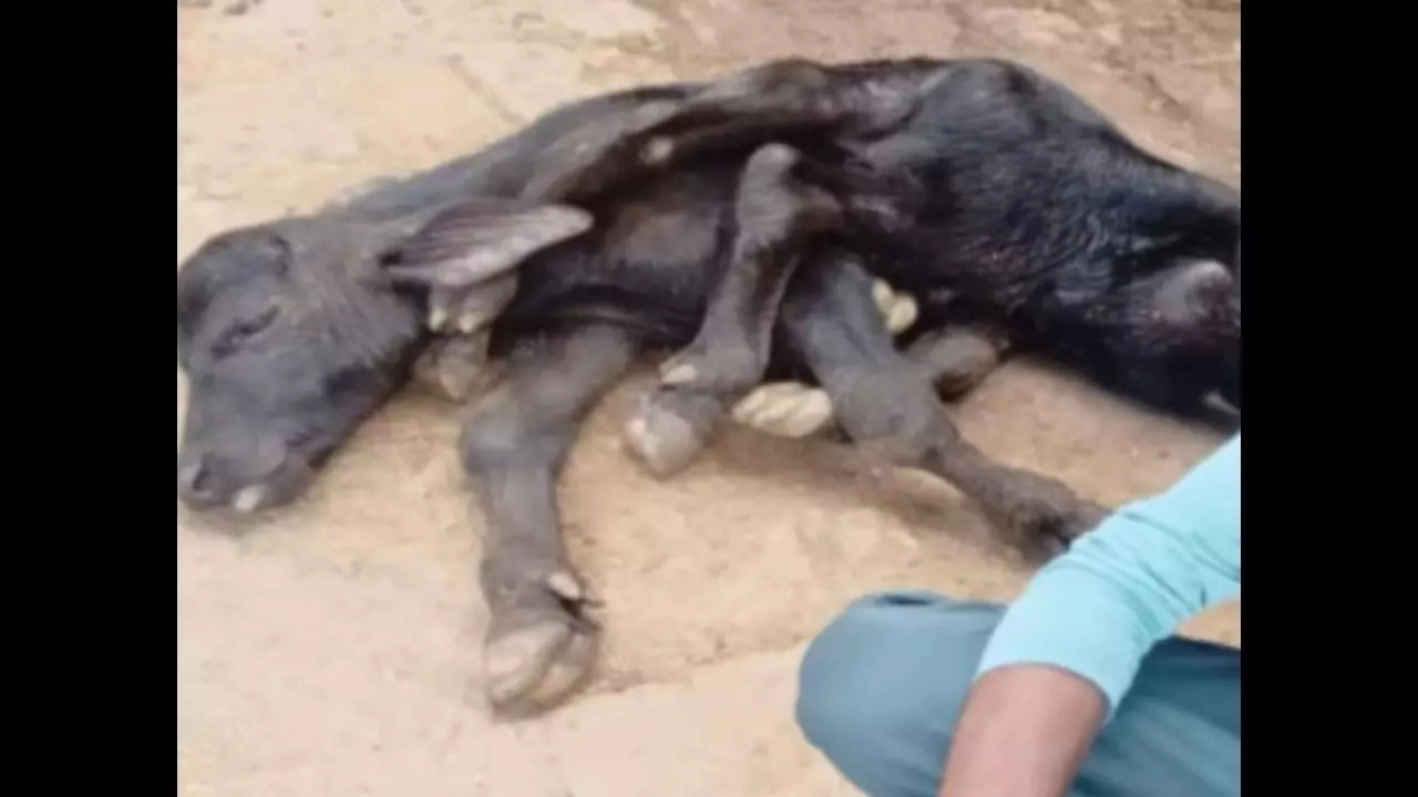 ayodhya 8 legged buffalo calf become miracle for locals