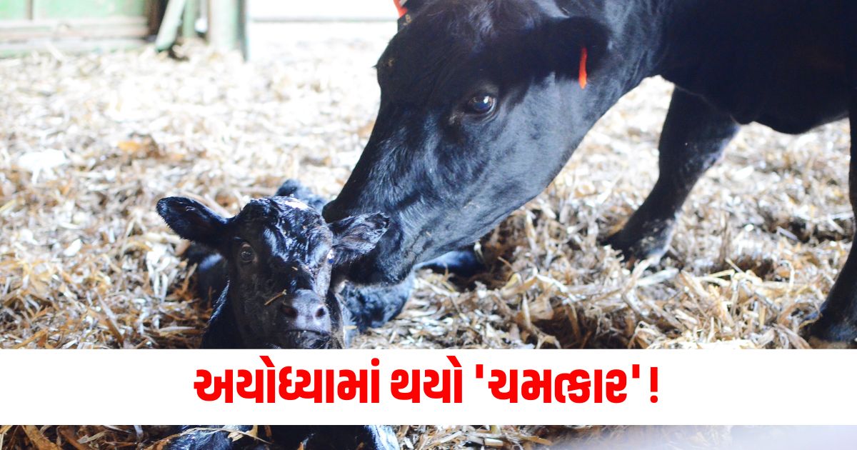 ayodhya 8 legged buffalo calf become miracle for locals 423