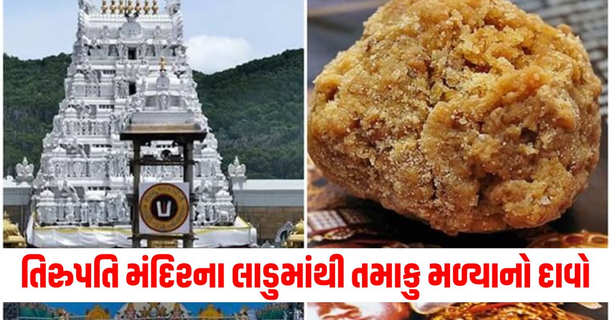 now tobacco found in tirupati temples laddoo another case amid allegations of fat 234