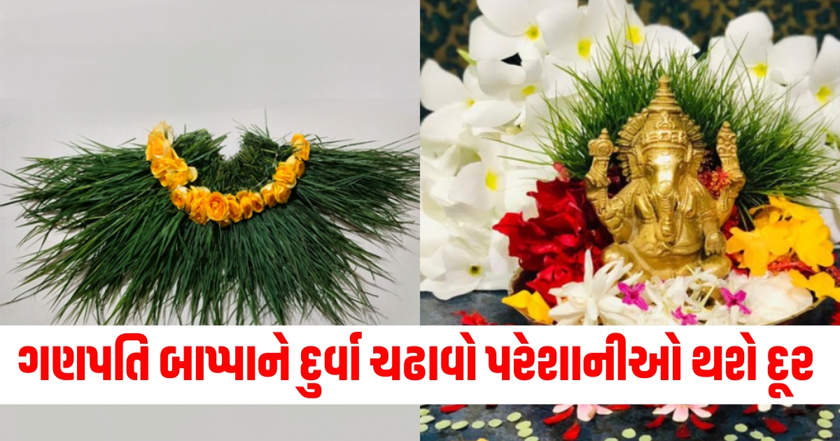 ગણપતિ બાપ્પાને દુર્વા ચઢાવવાના ફાયદા, ત્રિપાંખી દુર્વા વાસ્તુ ફાયદા, દુર્વા અને ગણેશ પૂજા, પરેશાનીઓ દૂર કરવા ગણપતિને દુર્વા, વાસ્તુમાં ત્રિપાંખી દુર્વાનો ઉપયોગ,