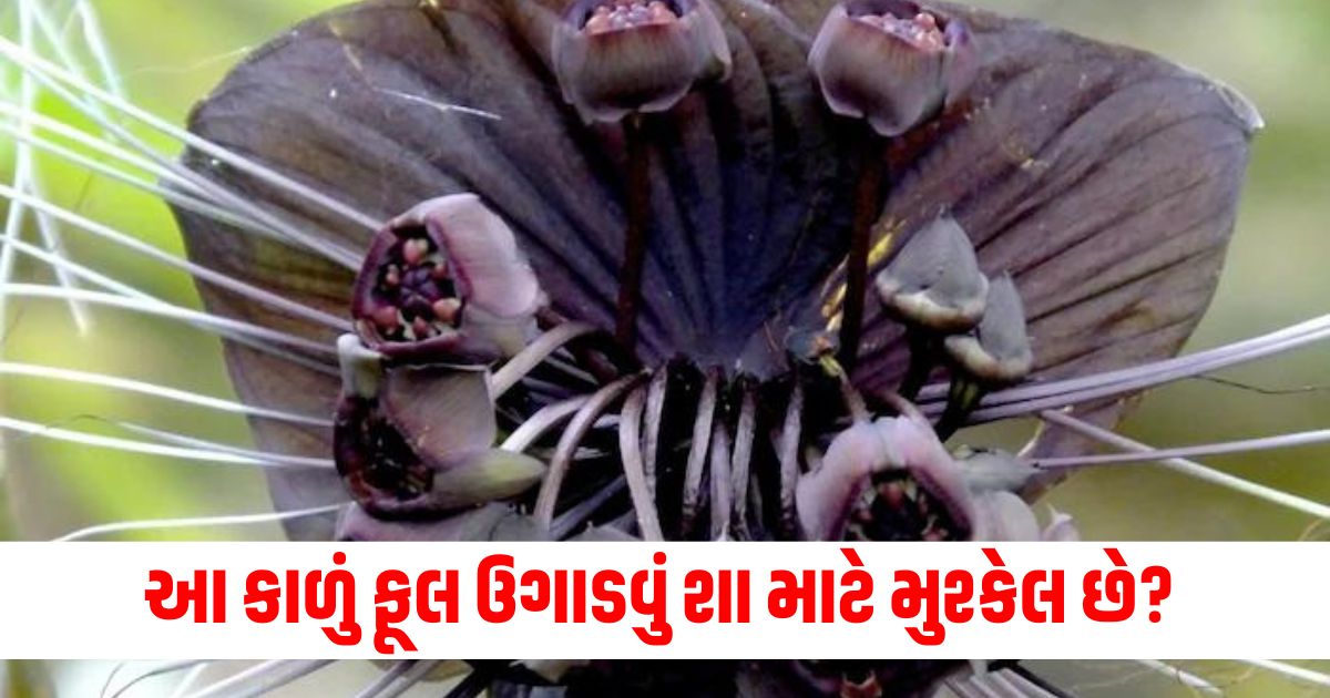 rare unusual black bat flower difficult to cultivate symbol of prosperity