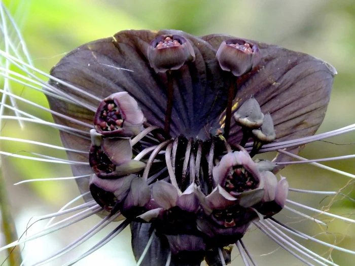 rare unusual black bat flower difficult to cultivate symbol of prosperity