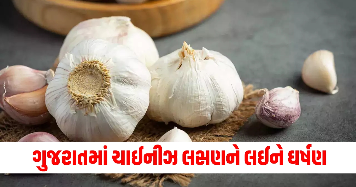 ગુજરાત, Chinese Garlic, Chinese Garlic In Gujarat,