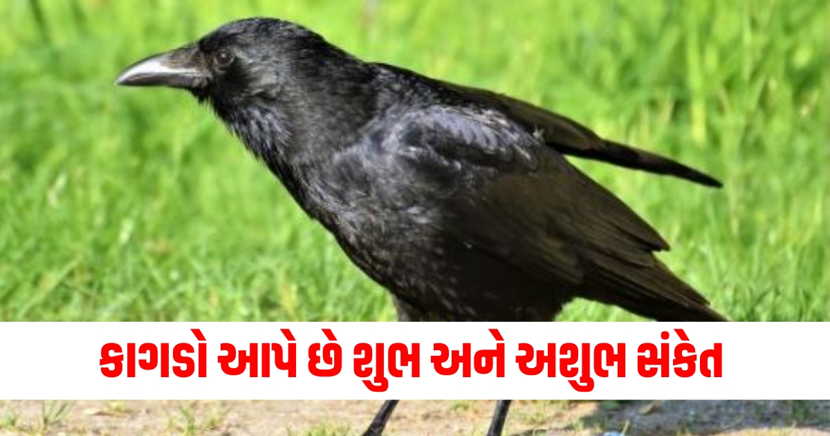 કાગડાના શુભ અશુભ સંકેત, યાત્રા દરમિયાન કાગડા પર ધ્યાન, કાગડો આપે છે સંકેત,