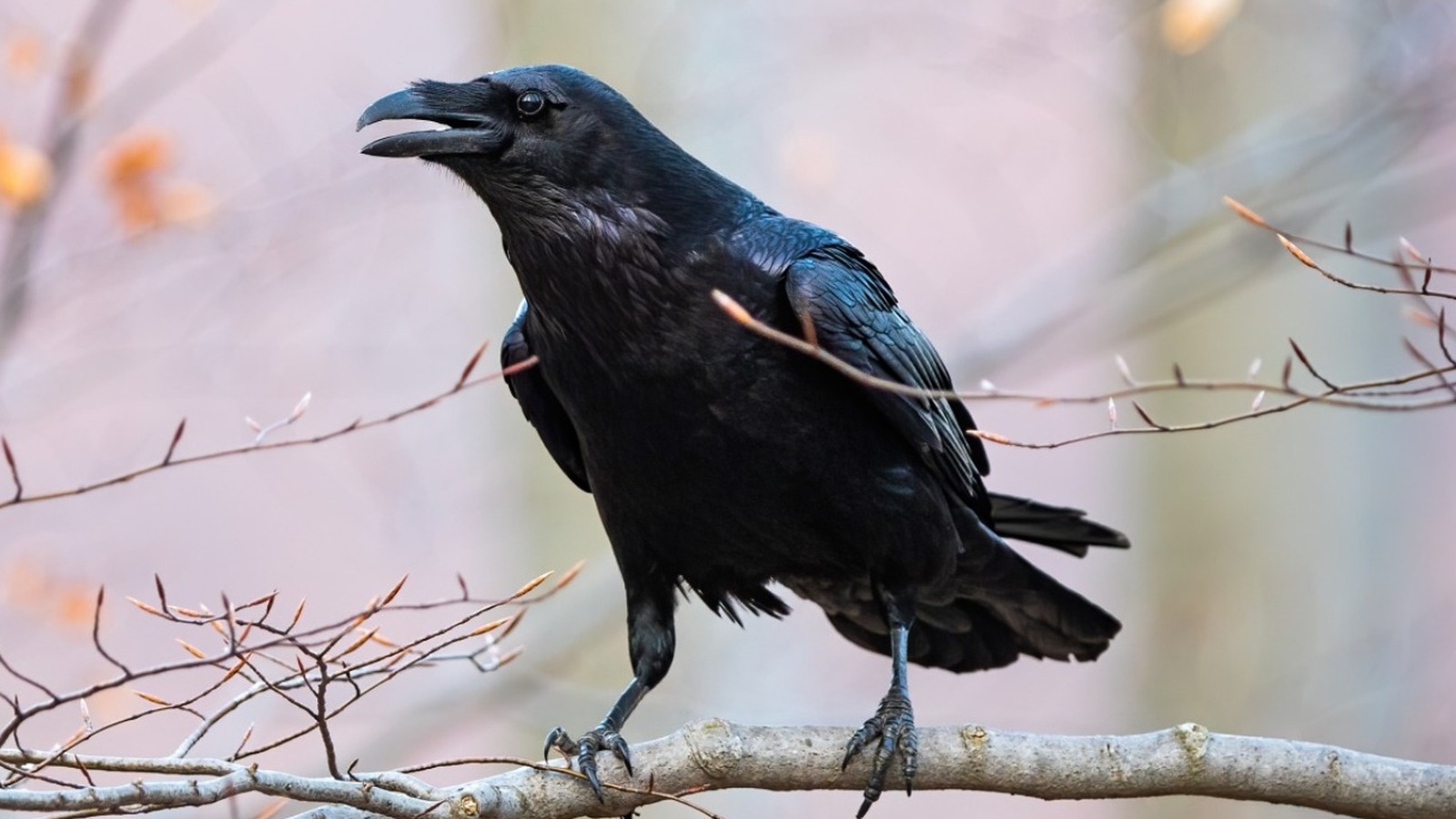 shakun apshakun related to crow see the means of its voice1