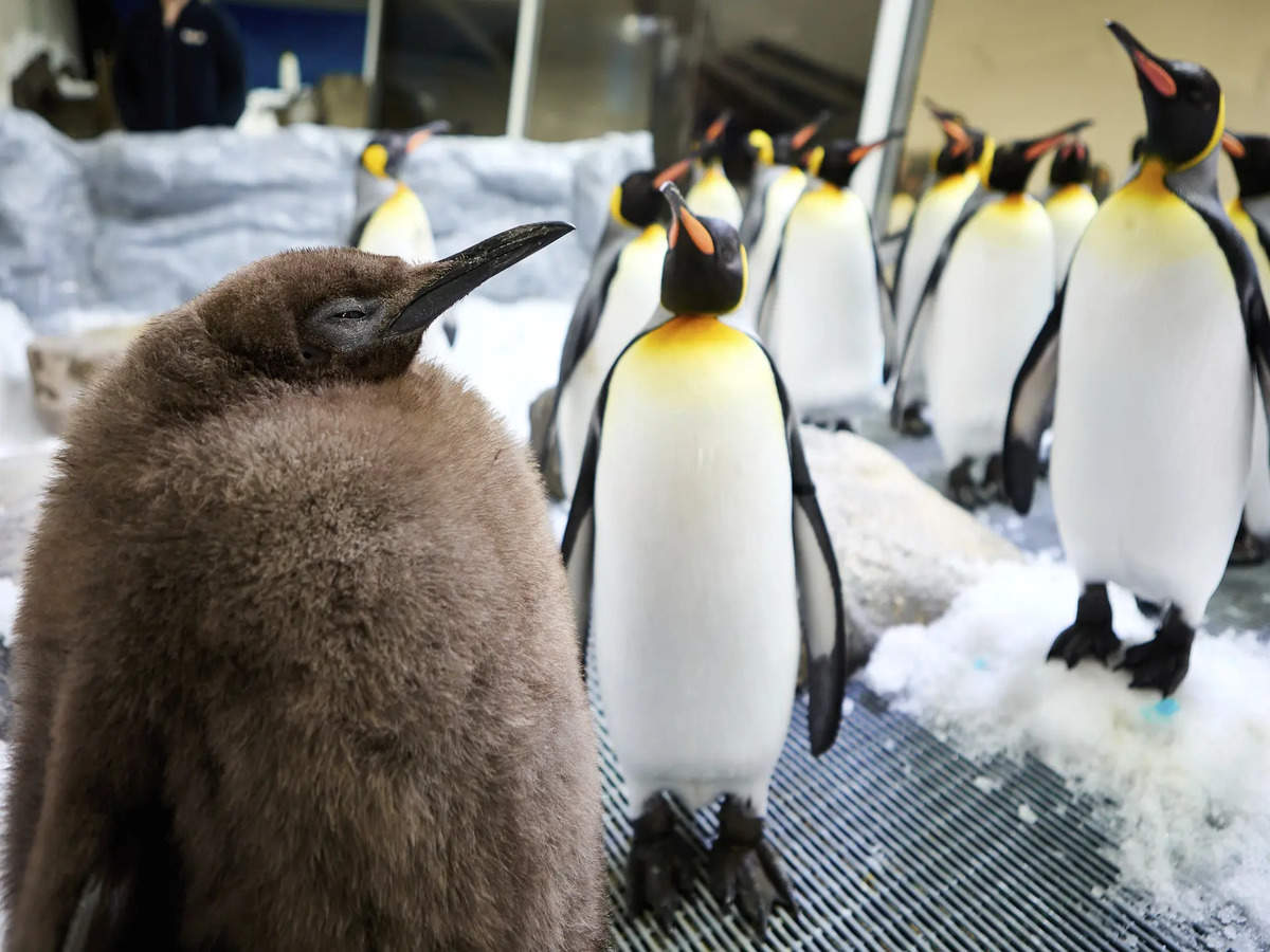 unique penguin is viral all over on internet