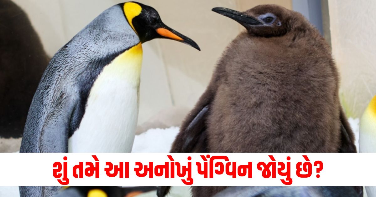 unique penguin is viral all over on internet we