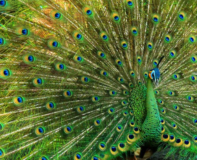 vastu shastra vastu tips keep peacock feathers at these places in the house1