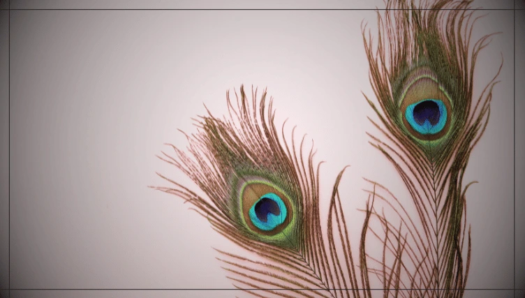 vastu shastra vastu tips keep peacock feathers at these places in the house2