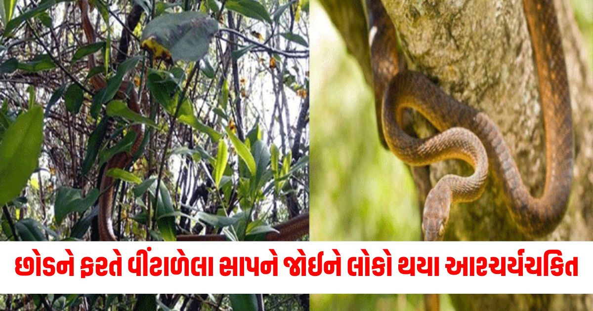 viral viral video lots of snake on a plant people confused it is sandal tree or not 1