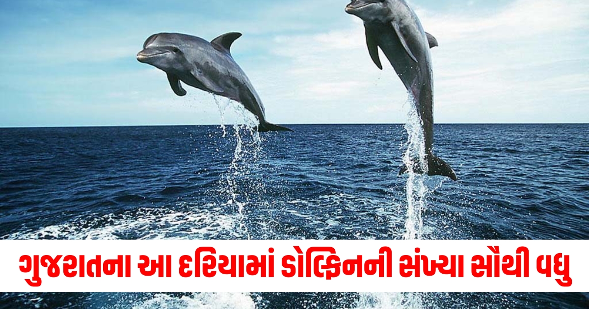 chief minister bhupendra patel gujarat tourism dolphins45