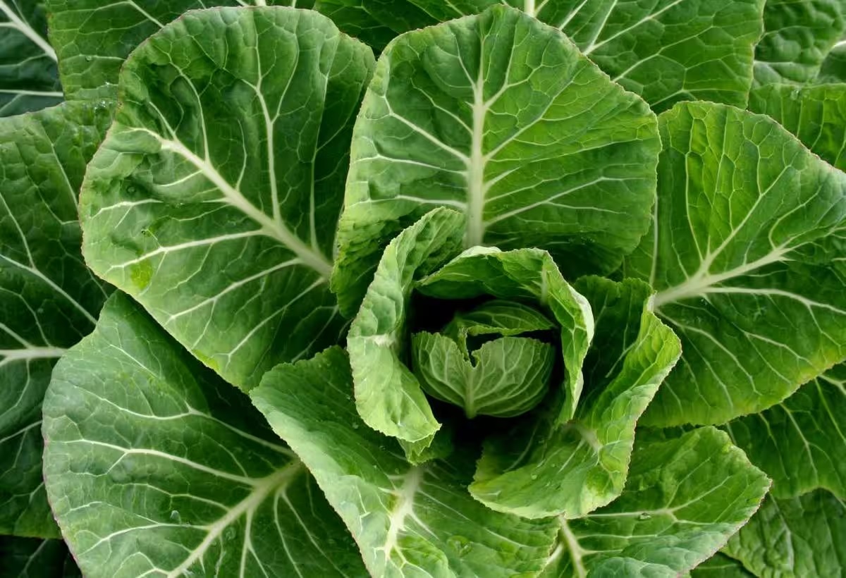 diabetes superfoods collard green control high blood sugar include1