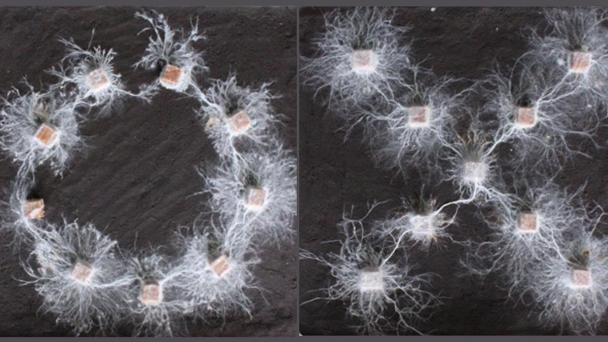 explainer do fungus have brian scientists get weird answer as they recognize shapes 345