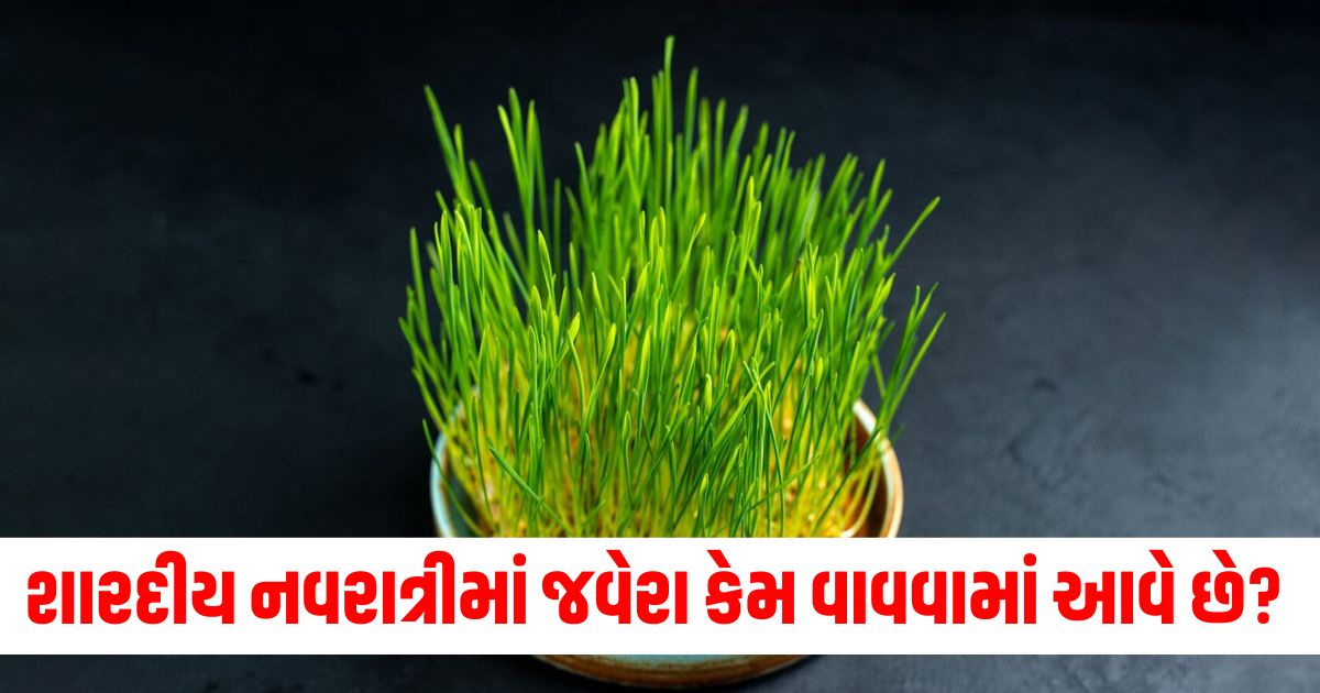 જવેરાનું મહત્વ, શારદીય નવરાત્રી, જવેરા વવાના લાભ, પીયૂશ અને શુદ્ધતા, જવેરા માટેની શુભ શક્તિ,