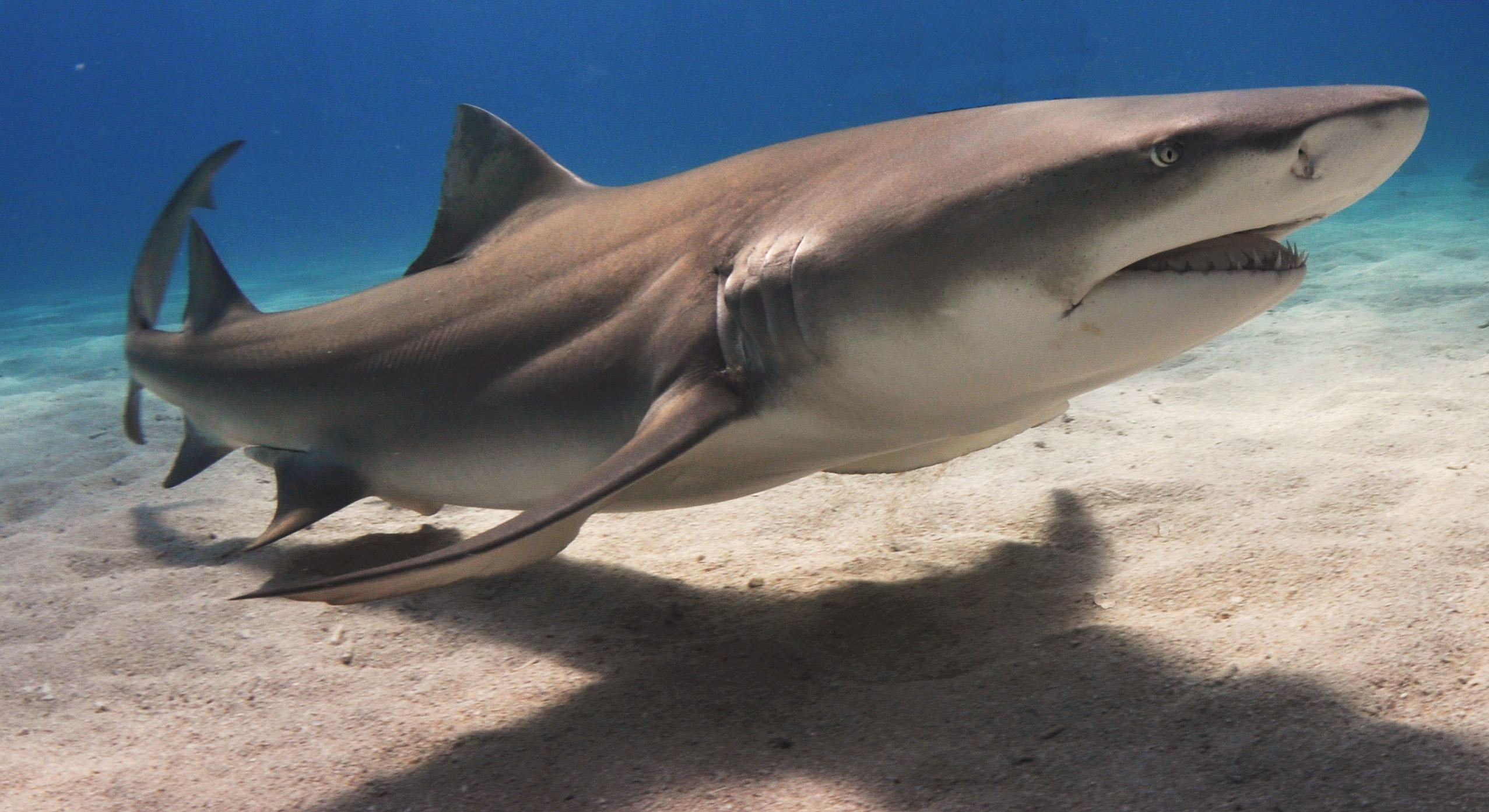 sharks surprisingly eat sea urchins can help in fighting against climate change 332423