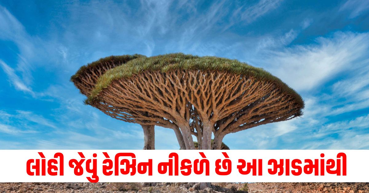 strange dragon blood tree produces blood like crimson red resin unique shape age 234