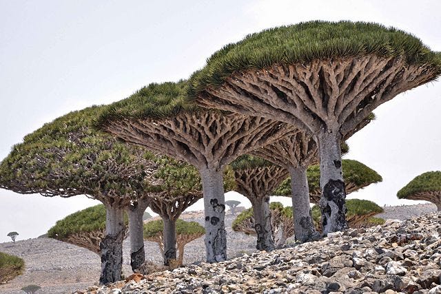 strange dragon blood tree produces blood like crimson red resin unique shape age 235