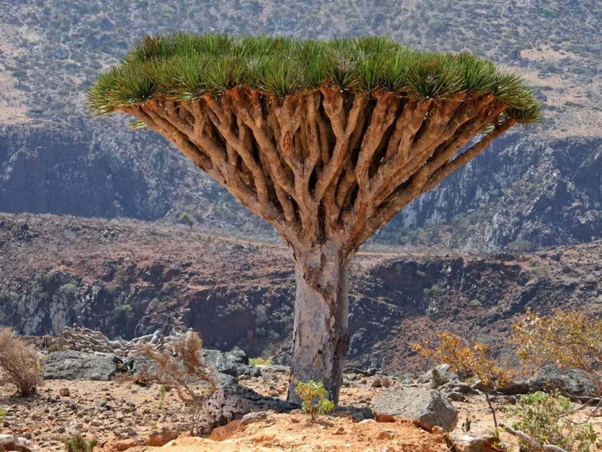 strange dragon blood tree produces blood like crimson red resin unique shape age 34