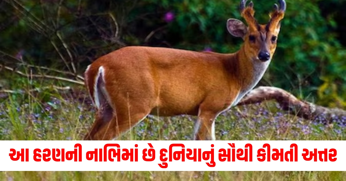 this musk deer keep worlds most precious perfume its navel one gram cost up to 30 thousand rupees