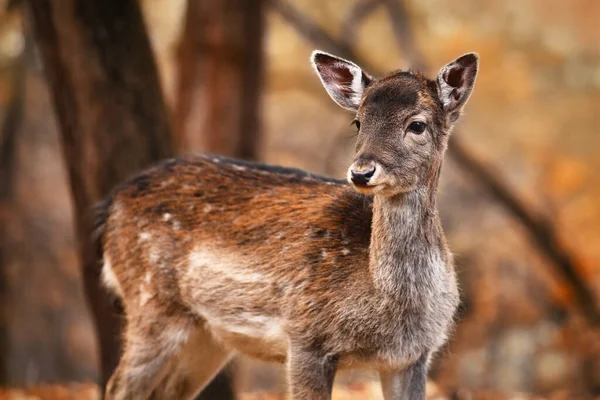 this musk deer keep worlds most precious perfume its navel one gram cost up to 30 thousand rupees34