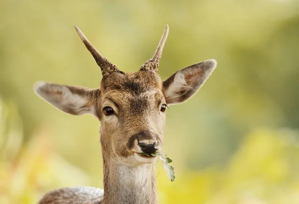 this musk deer keep worlds most precious perfume its navel one gram cost up to 30 thousand rupeesw334