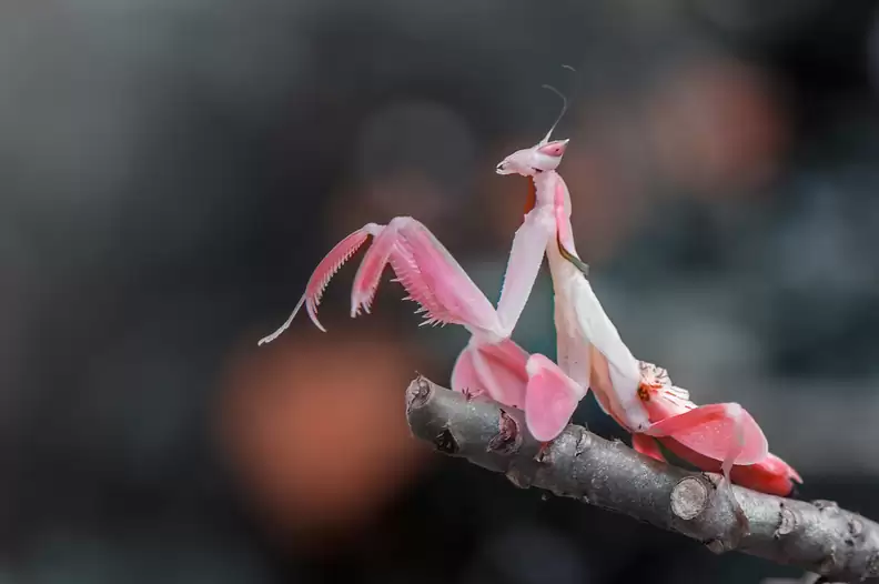 weird amazing insect orchid mantis camouflage with flower like appearance changes colour 2323