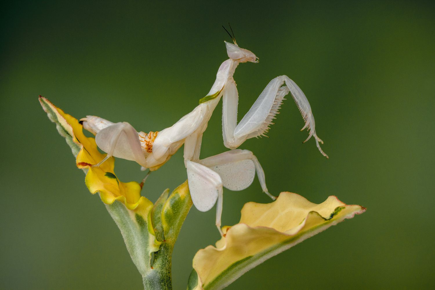 weird amazing insect orchid mantis camouflage with flower like appearance changes colour 23424