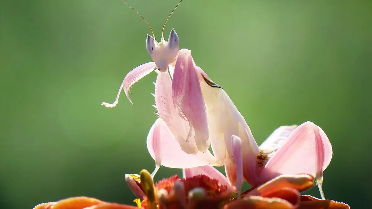 weird amazing insect orchid mantis camouflage with flower like appearance changes colour 325