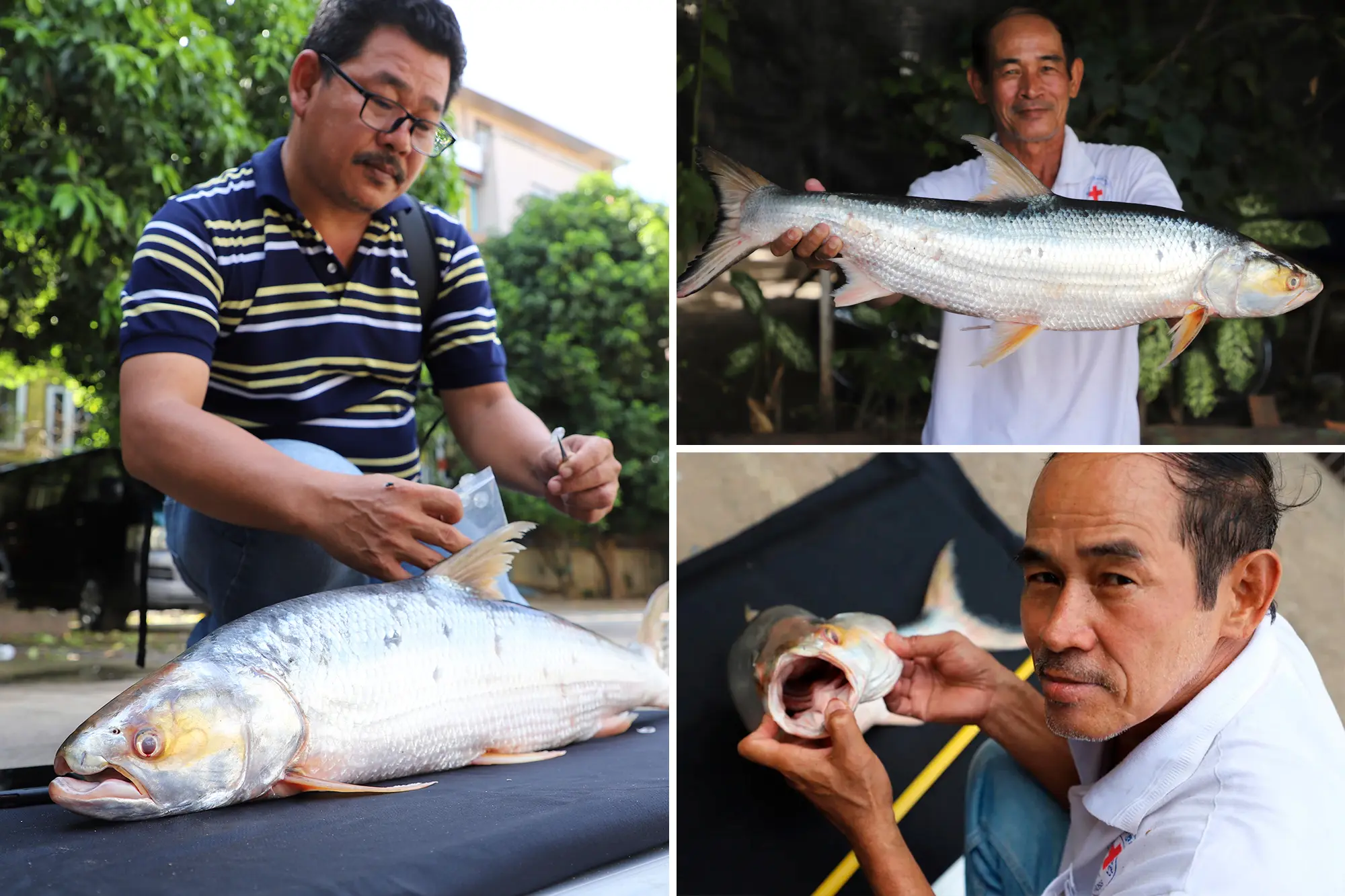 weird story of scientists finds giant salmon carp mekong ghost which they thought was