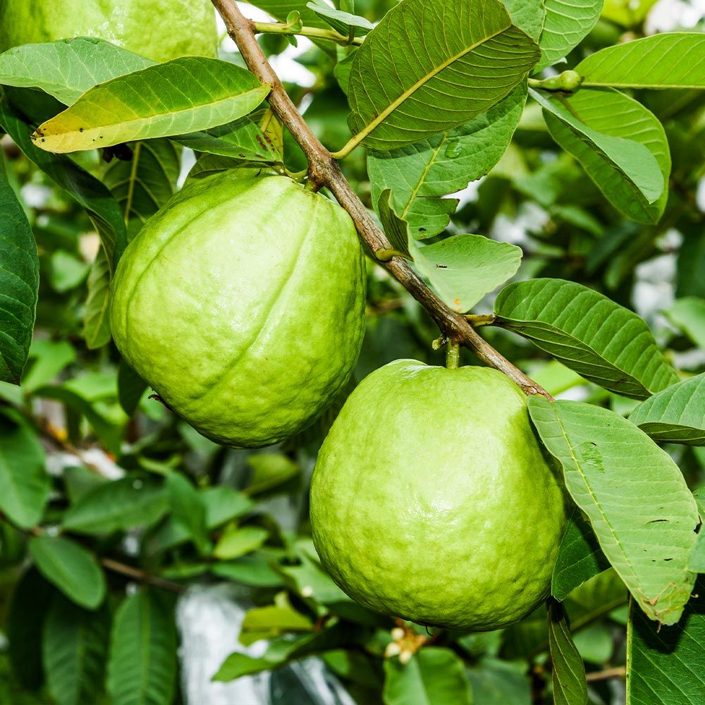 which direction should we plant guava tree at1