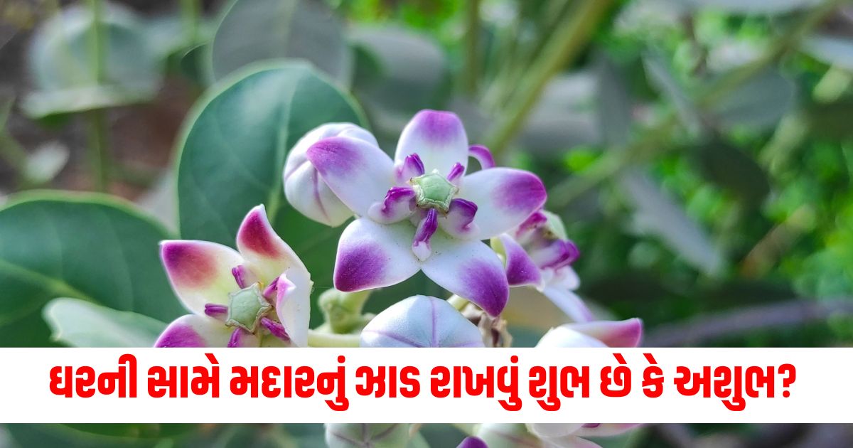 ઘરની સામે મદારનું ઝાડ રાખવું શુભ છે કે અશુભ