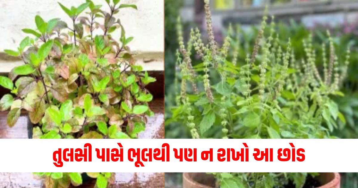 તુલસી પાસે ભૂલથી પણ ન રાખો આ છોડ