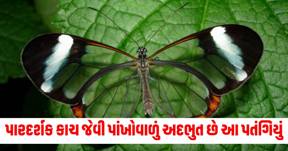 amazing glasswing butterfly have stunning transparent wings people fear to touch