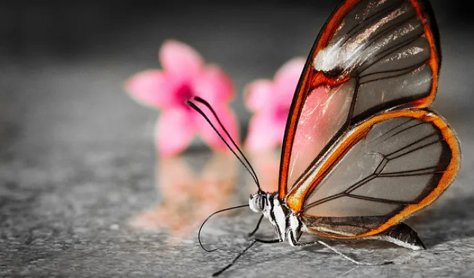 amazing glasswing butterfly have stunning transparent wings people fear to touchserdt