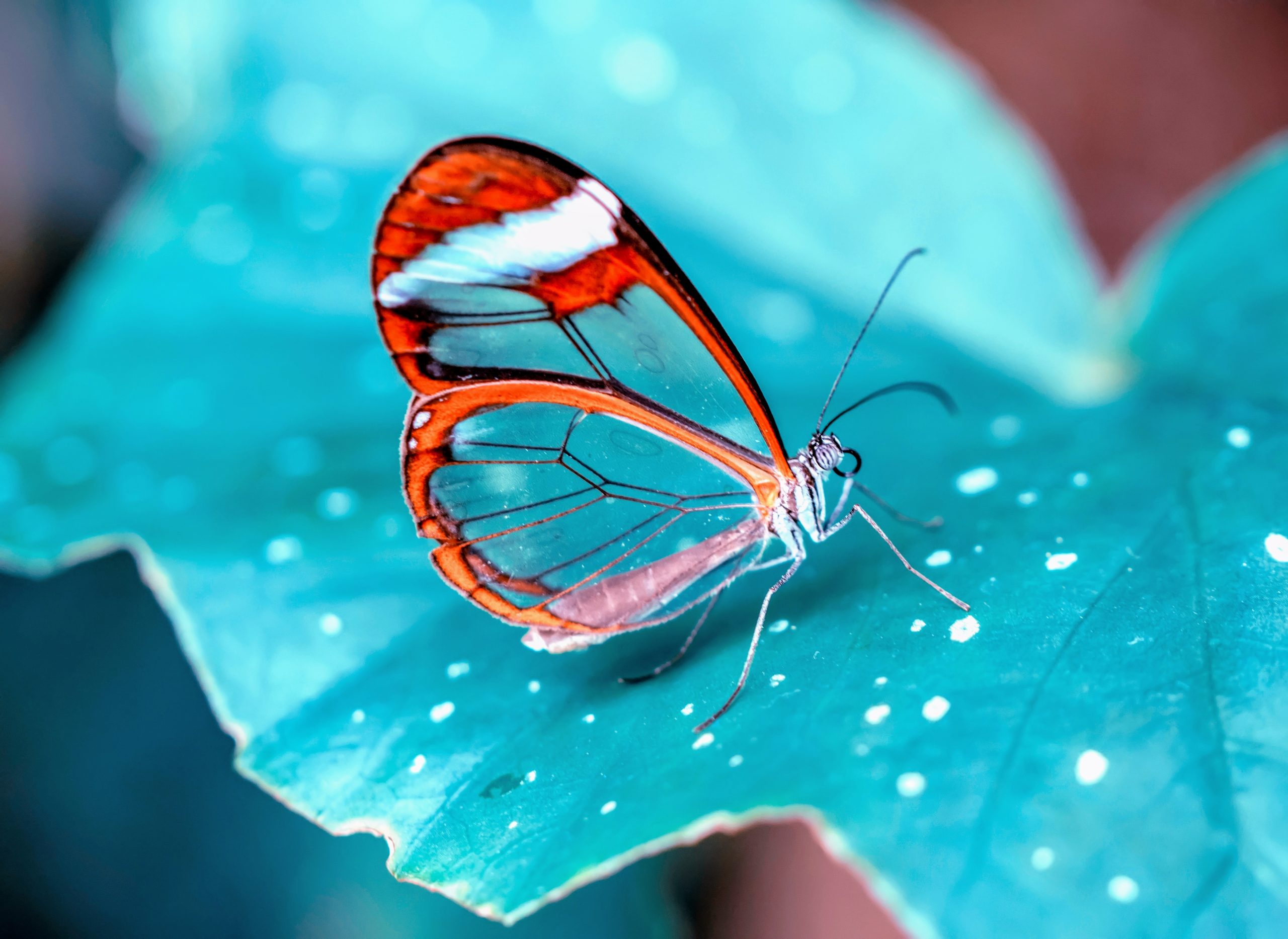 amazing glasswing butterfly have stunning transparent wings people fear to touchwesrf